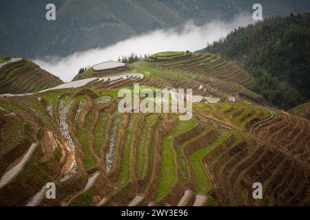 Terrazza di riso Long shen, guangxi, cina Foto Stock