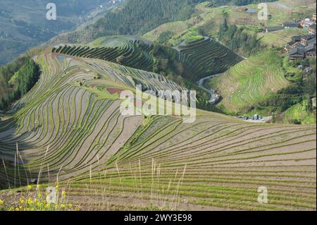 Terrazza di riso Long shen, guangxi, cina Foto Stock