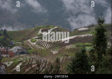 Terrazza di riso Long shen, guangxi, cina Foto Stock