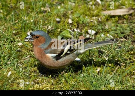 Chaffinch maschio con cibo in becco in erba verde guardando a sinistra Foto Stock