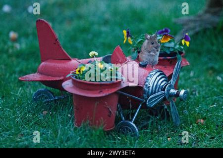 Mouse in legno sull'aeroplano con vasi di fiori in erba verde che guardano dalla parte anteriore destra Foto Stock