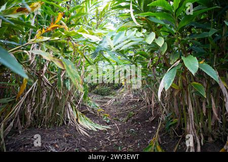 Percorso attraverso una piantagione di cardamomo, Cadamom Hills, Munnar, Kerala, India Foto Stock