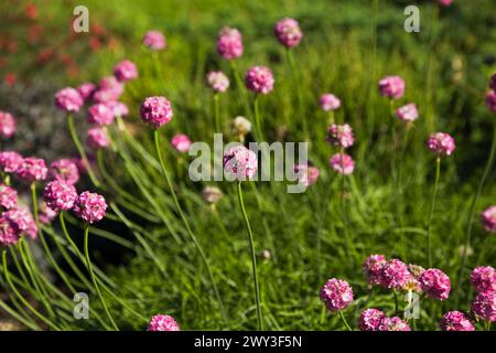 Primo piano di Armeria maritima rosa perenne, fiori di mare in primavera, Quebec, Canada Foto Stock