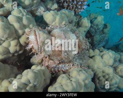 Ritratto dello scorpione frangiato (Scorpaenopsis oxycephala), sito di immersione House Reef, Mangrove Bay, El Quesir, Mar Rosso, Egitto Foto Stock