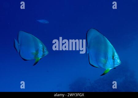 Due esemplari di pesci pipistrello orbiculari (Platax orbicularis), sito di immersione Marsa Shona Reef, Egitto, Mar Rosso Foto Stock