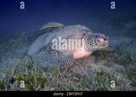 Tartaruga verde (Chelonia mydas) con i monti della nave (Remora remora), adagiata su un fondale marino, sabbia, sito di immersione Marsa Shona Reef, Egitto, Mar Rosso Foto Stock