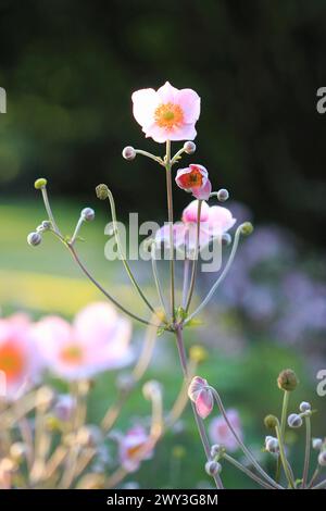 Anemone cinese (Anemone hupehensis), Renania settentrionale-Vestfalia, Germania Foto Stock