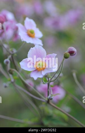 Anemone cinese (Anemone hupehensis), Renania settentrionale-Vestfalia, Germania Foto Stock