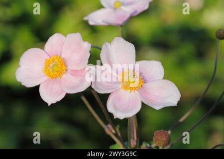 Anemone cinese (Anemone hupehensis), Renania settentrionale-Vestfalia, Germania Foto Stock