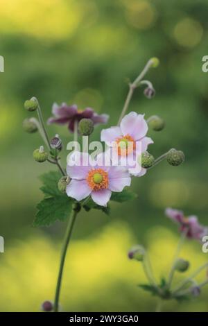 Anemone cinese (Anemone hupehensis), Renania settentrionale-Vestfalia, Germania Foto Stock