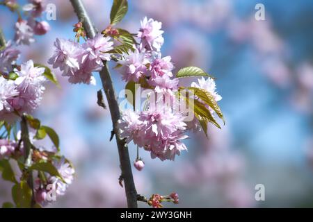 Sakura fiorisce sul ramo, lo sfondo è un contrasto tra i vibranti fiori rosa e la calma del cielo sopra, che trasmette un senso di luminosità Foto Stock