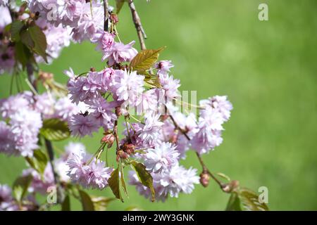 Ramo di ciliegio in fiore su uno sfondo verde brillante. Il ramo, che si estende attraverso l'immagine, ospita una varietà di fiori rosa in diverse S. Foto Stock