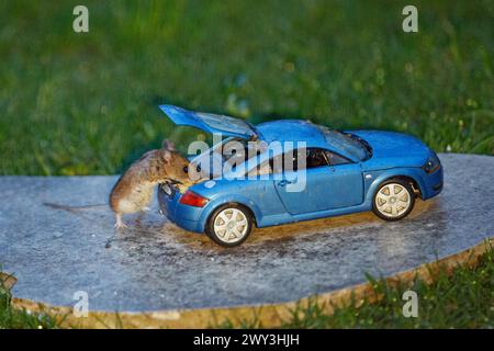 Mouse in legno accanto al modello di vettura Audi TT blu con bagagliaio aperto e cibo su lastra di pietra in erba verde, guardando a destra Foto Stock
