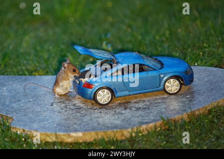 Mouse in legno accanto al modello di vettura Audi TT blu con bagagliaio aperto e cibo su lastra di pietra in erba verde, guardando a destra Foto Stock