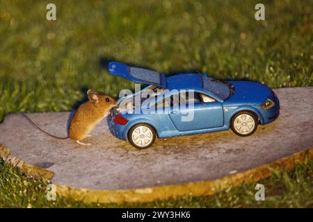 Mouse in legno accanto al modello di vettura Audi TT blu con bagagliaio aperto e cibo su lastra di pietra in erba verde, guardando a destra Foto Stock