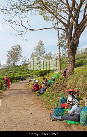 I raccoglitori di tè indiani si fermano in una piantagione di tè, Munnar, Kerala, India Foto Stock