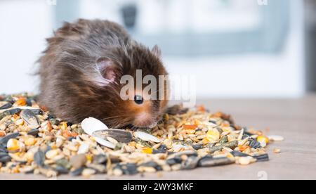 Divertente e soffice criceto siriano si siede su una manciata di semi e mangia e riempie le guance di brodo. Cibo per roditori per animali domestici, vitamine. Primo piano Foto Stock