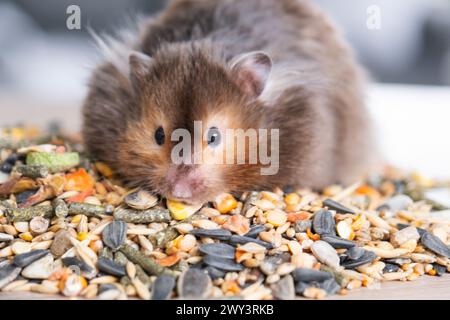 Divertente e soffice criceto siriano si siede su una manciata di semi e mangia e riempie le guance di brodo. Cibo per roditori per animali domestici, vitamine. Primo piano Foto Stock