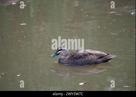 Probabilmente l'uccello d'acqua più comune in Australia - l'anatra nera del Pacifico (Anas Superciliosa) può essere visto ovunque ci sia acqua dolce. Foto Stock