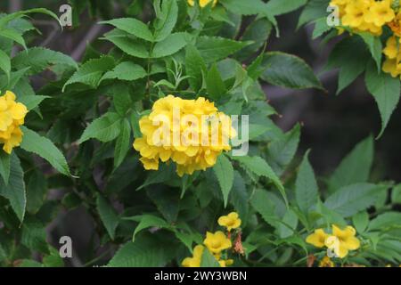 Fiori di campane gialle su una pianta di tecoma stans in un giardino Foto Stock