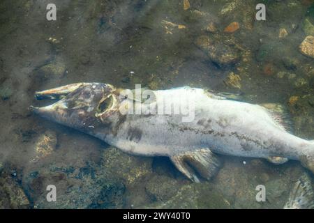 Il salmone è morto dopo la funzione riproduttiva. Le carcasse di pesci decomporsi sotto l'acqua e arricchiscono il fiume riproduttivo di materia organica. Mare di Okhotsk b Foto Stock