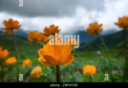 Attrattiva dei prati lussureggianti di montagna. Il globeflower di Altai (Trollius altaicus, Trollius asiaticus) nei monti Altai, cresce nei prati subalpini. 220 Foto Stock