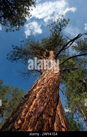 Coppia di pini Ponderosa (Pinus ponderosa) che crescono molto vicini l'uno all'altro Foto Stock