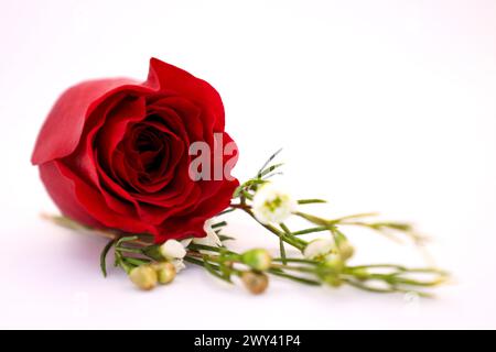 Un fiore poggia su una tovaglia bianca Foto Stock