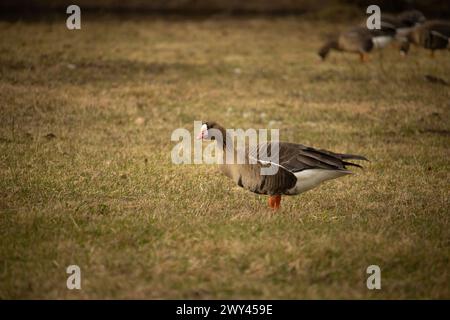 L'oca di Greylag (Anser anser) è una specie del genere oche da campo (Anser) Foto Stock