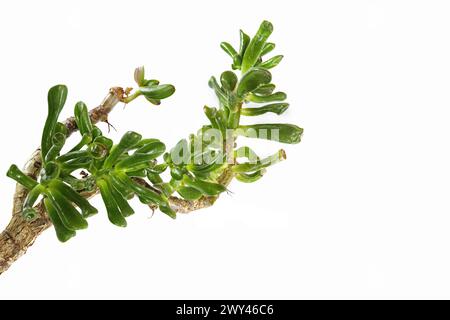 Pianta di giada, pianta fortunata, pianta del denaro o albero del denaro, Crassula ovata gollum Crassula ovata, una pianta succulenta originale per la tua casa, orecchie di Shrek, elef Foto Stock