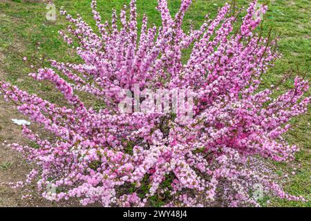 Shalimar Bagh, giardino moghul, XVII secolo, Srinagar, Kashmir, India Foto Stock