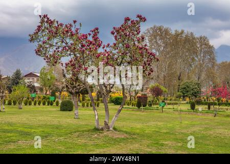 Shalimar Bagh, giardino moghul, XVII secolo, Srinagar, Kashmir, India Foto Stock