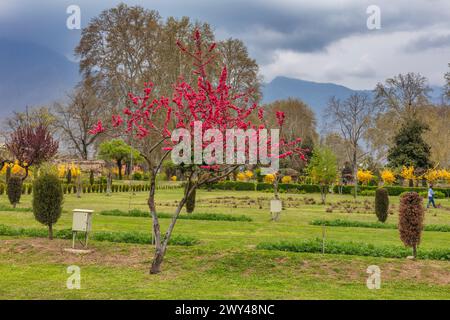 Shalimar Bagh, giardino moghul, XVII secolo, Srinagar, Kashmir, India Foto Stock