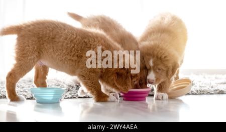 Tre cuccioli Toller stanno mangiando il cibo da One Bowl at Home, Una razza di Retriever per il tolling dell'anatra della nuova Scozia Foto Stock