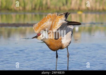 Una gru di sabbia (Grus canadensis) si allunga e sbatte le ali mentre si trova in acqua Foto Stock