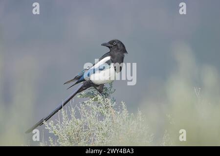 Una magpie a becco nero riposa in un cespuglio nell'Okanagan Foto Stock