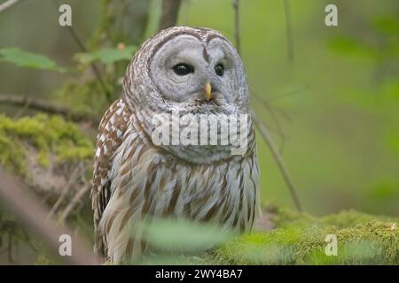 Un gufo barrato maschio (Strix varia) siede su un ramo muschiato in uno spartiacque del pacifico nord-occidentale Foto Stock