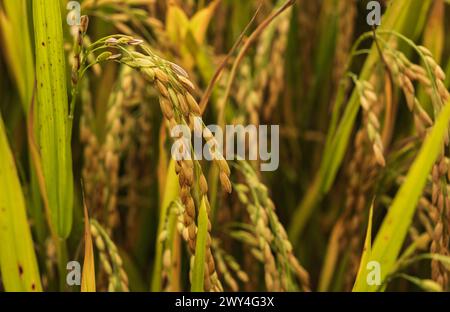 Campo di riso. Campo di riso maturo e paesaggio del cielo nella fattoria. Risaia prima della raccolta. Vista dall'alto delle risaie, Vietnam Foto Stock