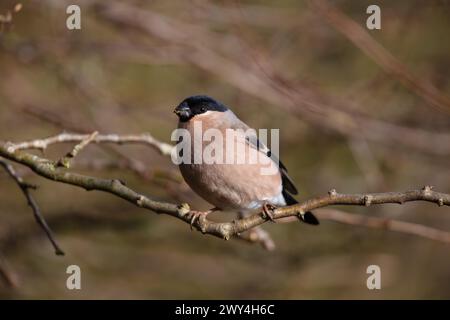 Bullfinch femmina perlata su un ramoscello in inverno, contea di Durham, Inghilterra, Regno Unito. Foto Stock