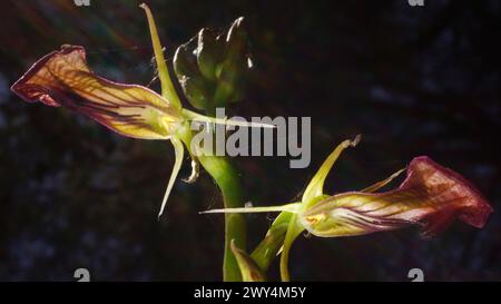 Due fiori dell'orchidea pantofola dell'Australia occidentale terrestre o dell'orchidea della lingua occidentale (Cryptostis ovata), nell'habitat naturale, vista dal basso Foto Stock