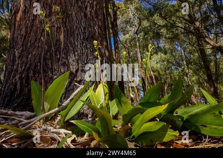 Piante da fiore dell'orchidea pantofola dell'Australia occidentale terrestre o dell'orchidea della lingua occidentale (Cryptostis ovata), in habitat naturale, Australia Foto Stock