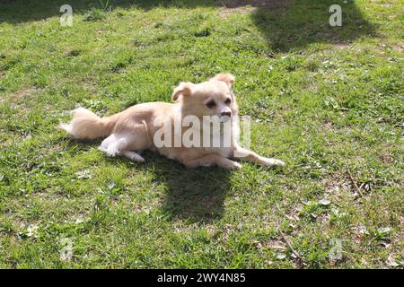 Piccolo cane beige Spitz sul prato verde Foto Stock