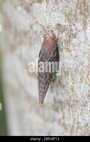 Primo piano verticale naturale su una lumaca di porta del Tamigi , Alinda biplicata sul tronco di un albero Foto Stock