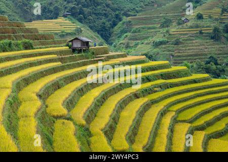 Vista aerea delle risaie a terrazze di Mu Cang Chai, Vietnam. Foto Stock