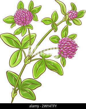 Illustrazione dettagliata colorata Clover Plant. Illustrazione Vettoriale