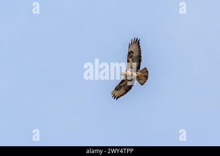 Un comune uccello ronzio che si libra con grazia con ali estese nel cielo Foto Stock