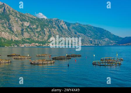 Allevamenti di ostriche a Perast in Montenegro Foto Stock