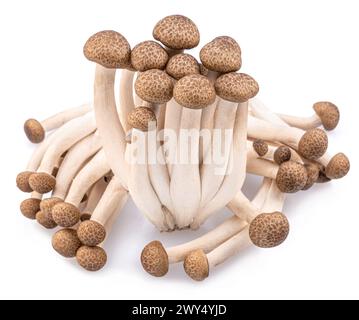 Gruppo di funghi giapponesi commestibili hon shimeji isolati su sfondo bianco. Primo piano. Foto Stock