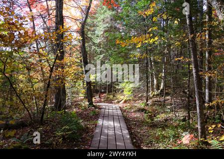 Un sentiero si snoda attraverso il fogliame della foresta autunnale. Foto Stock