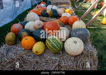 Le zucche assortite, le zucche e i buongustai sono impilati sul fieno. Foto Stock